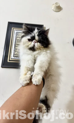 Exotic Cat